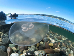 Moon Jelly by Shuo-Wei Chang 